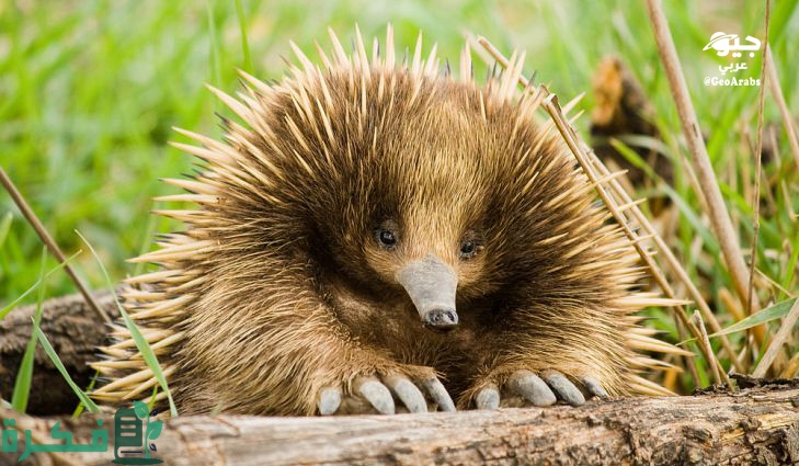 أسماء الحيوانات الثدييات