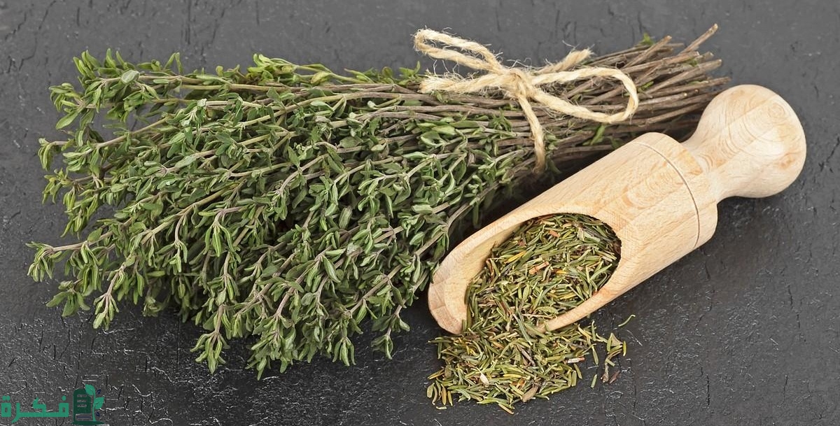 الفرق بين الزعتر البري والزعتر العادي