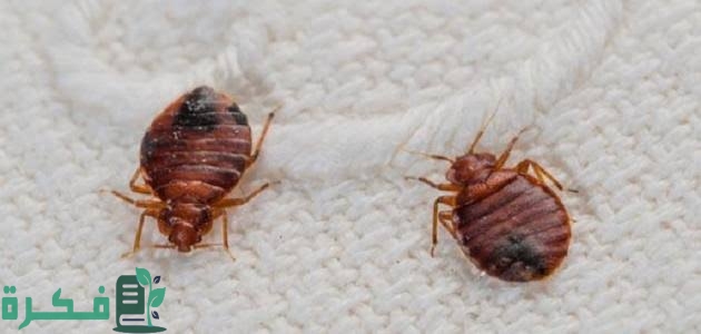 بودرة القضاء على البق والبراغيث 4 بودرة القضاء على البق والبراغيث