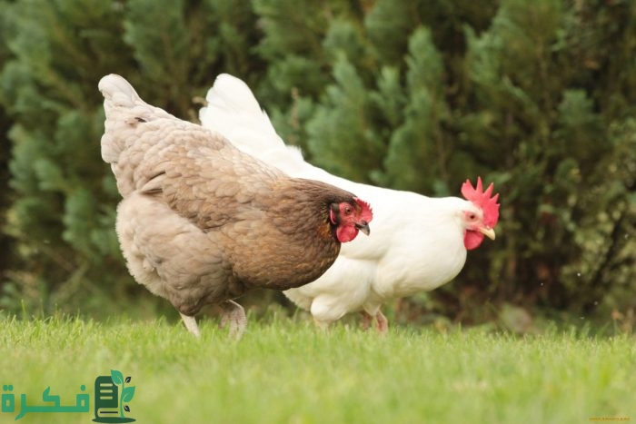 تجربتي في مشروع الدواجن