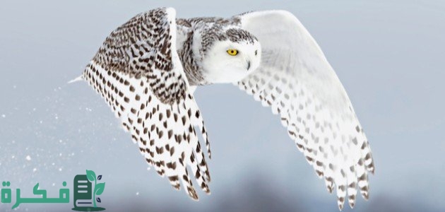 تربية البومة في المنزل