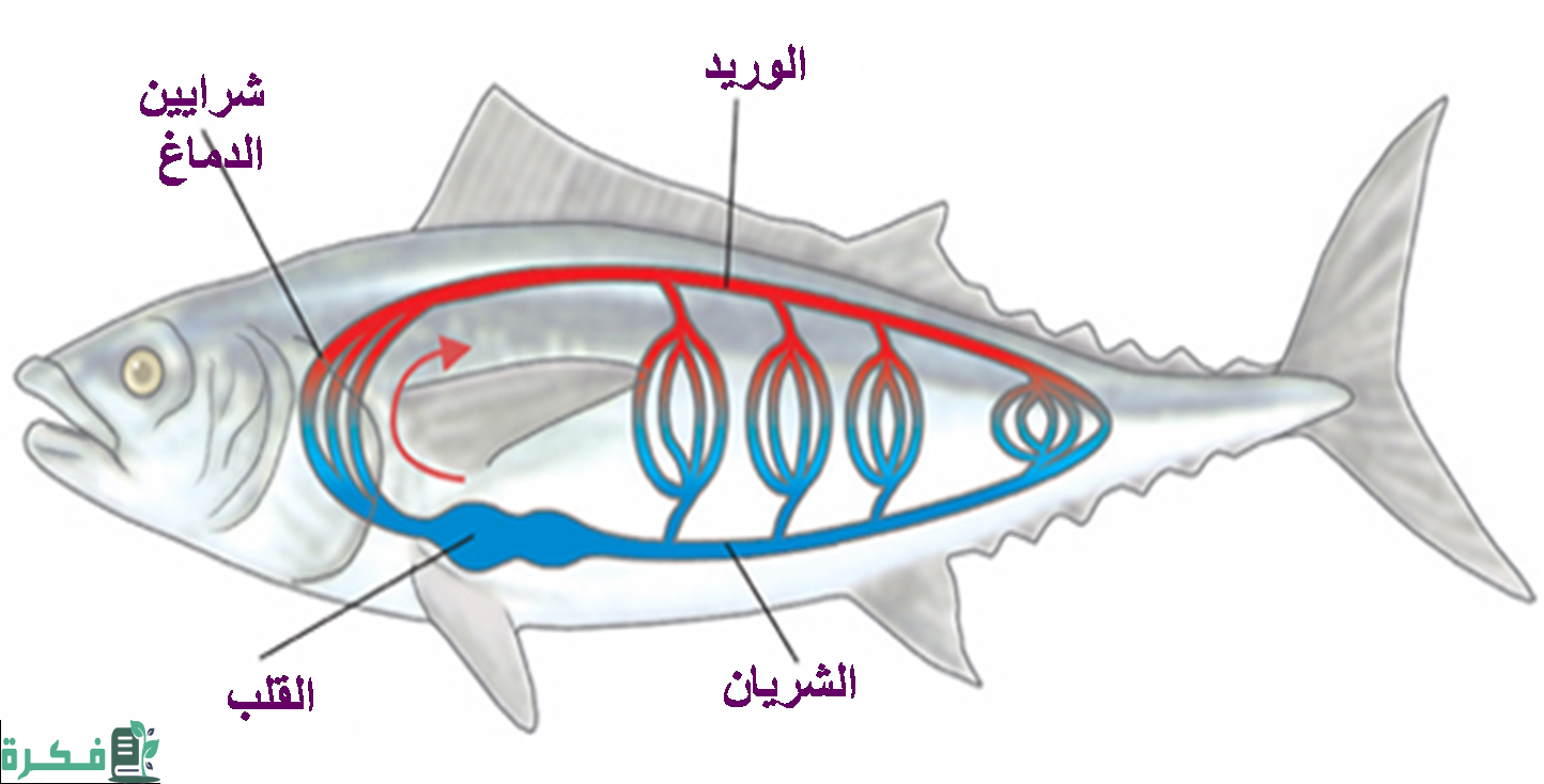 حركة المواد المهمة مثل الأكسجين والجلوكوز والفضلات داخل الجسم