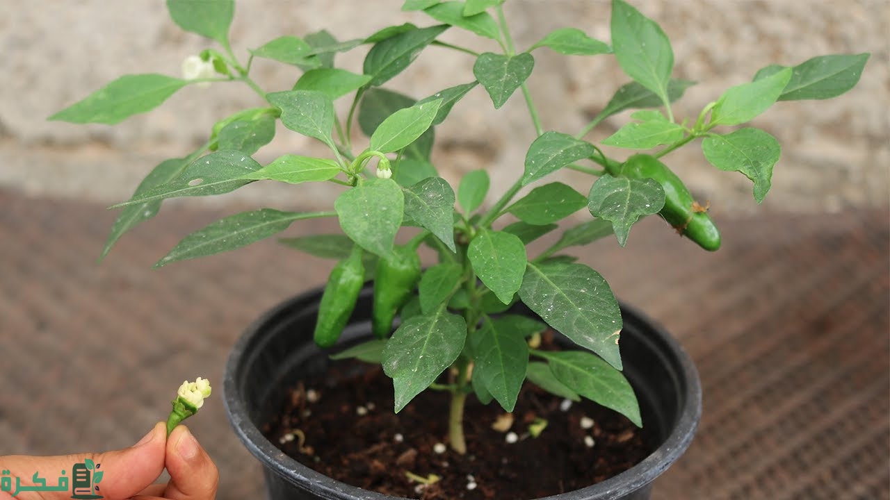 خطوات زراعة الفلفل في البلكونة وسبل نجاحها 5 زراعة الفلفل في البلكونة