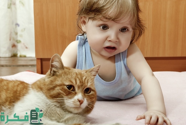 علاج حساسية الجلد من القطط