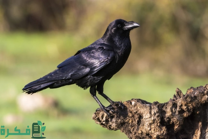 على ماذا يدل صوت الغراب في الصباح