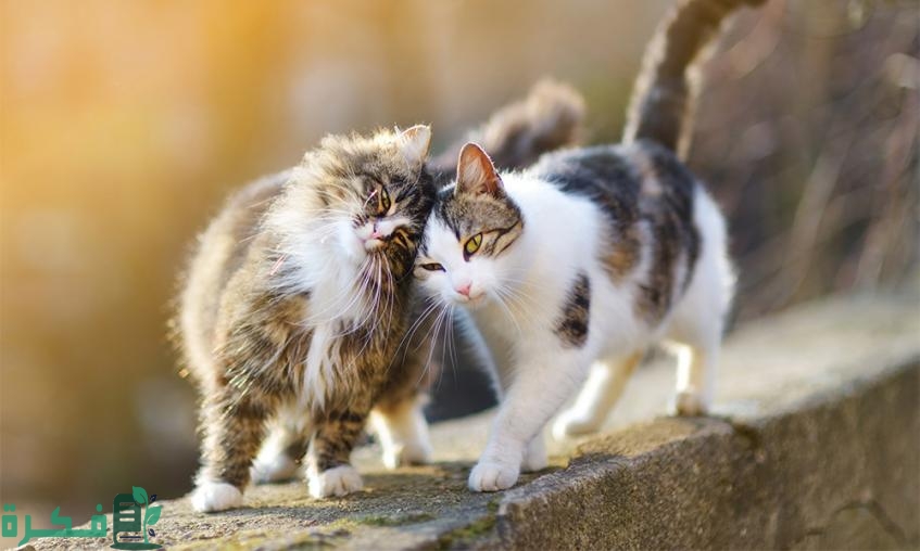 لماذا تختفي القطط يوم عيد الأضحى