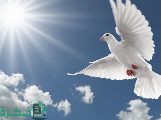 ما هو الطير الذي خلقه عيسى