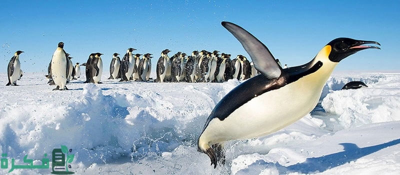 ما هو الطير الذي لا يستطيع الطيران