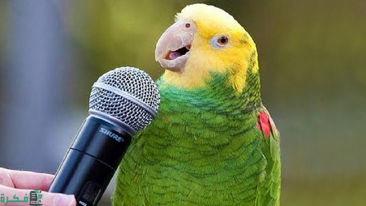 ما هو الطير الذي يتكلم كالبشر 2 ما هو الطير الذي يتكلم كالبشر