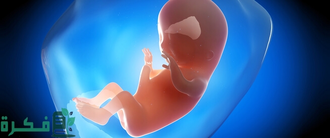 ماذا يحتاج الجنين في الشهر الثالث