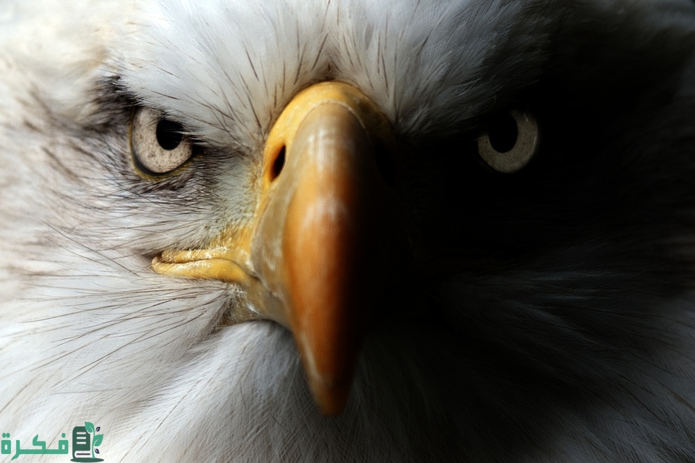 ماذا يطلق على اسم فرخ النسر 4 ماذا يطلق على اسم فرخ النسر