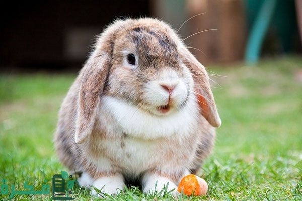 ماذا يطلق على صوت الارنب