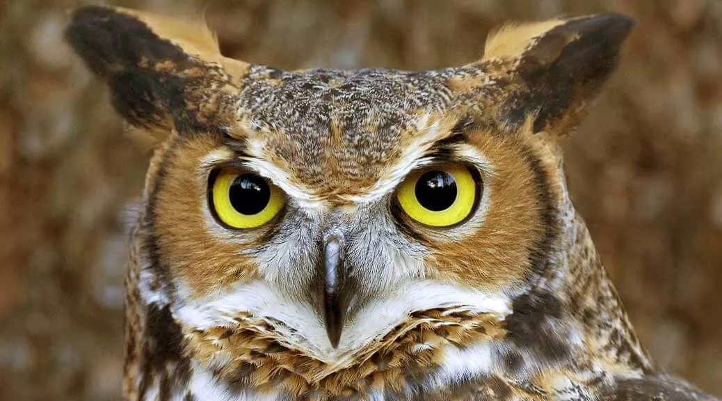 ماذا يطلق على صوت البومة 2 ماذا يطلق على صوت البومة