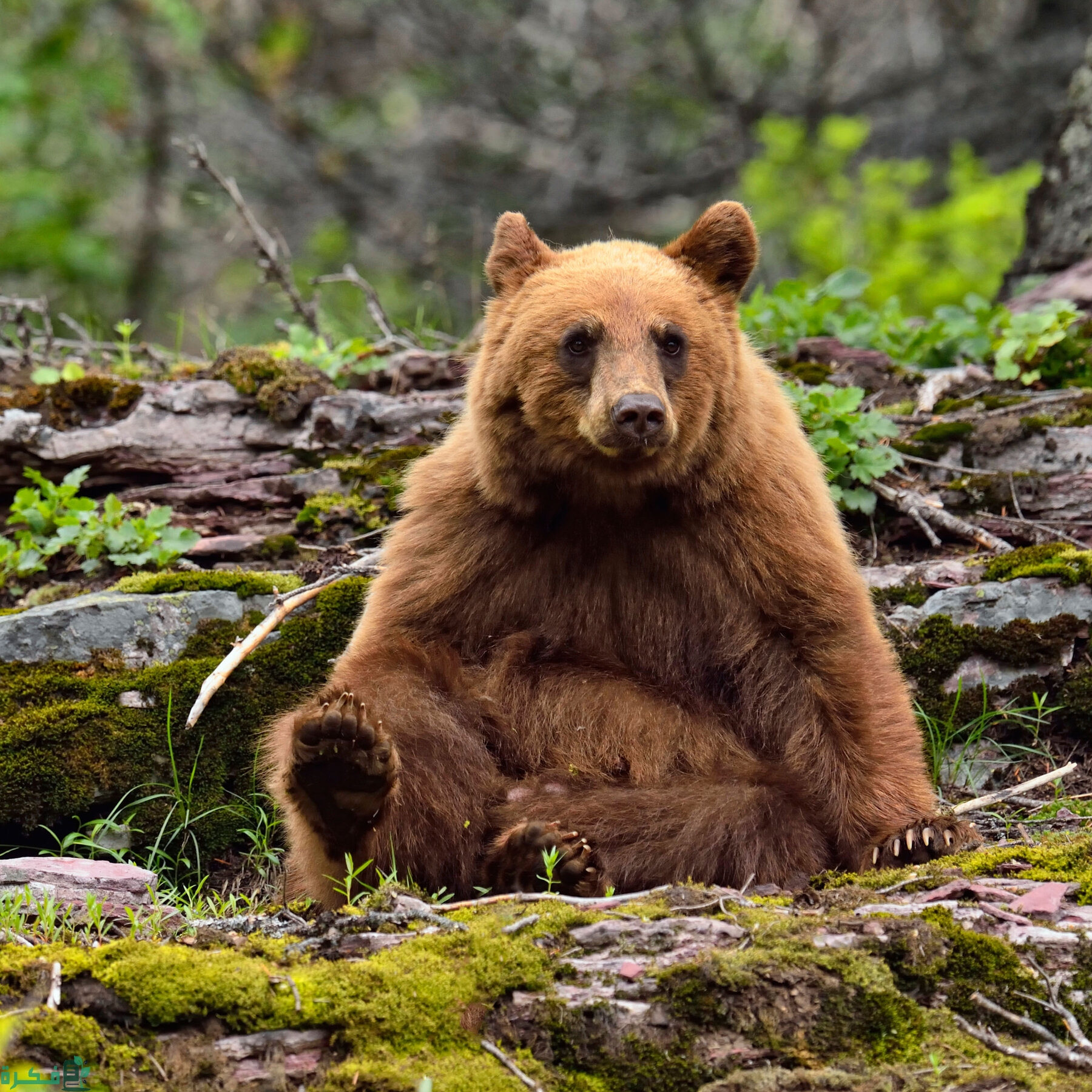 ماذا يطلق على صوت الدب
