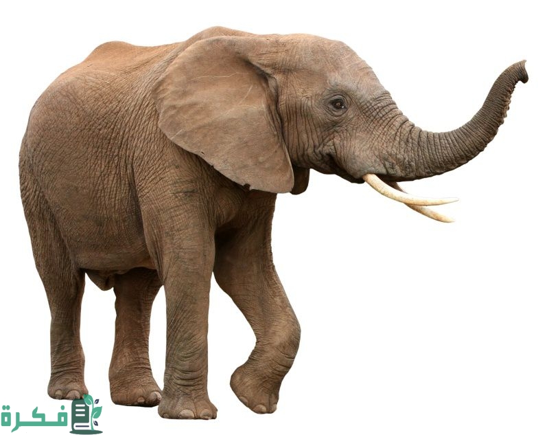ماذا يطلق على صوت الفيل