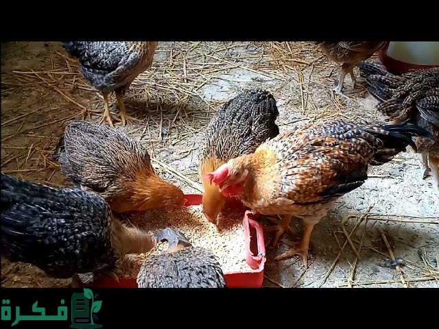 متى يمكن أن تبيض الفراخ الفيومي 4 متى تبيض الفراخ الفيومي