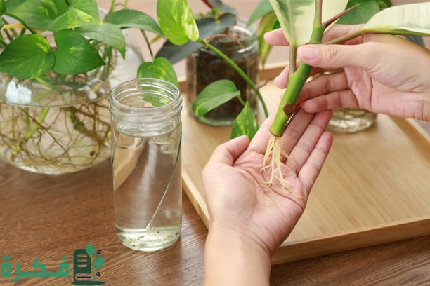 أجزاء النبات التي تمتص الماء والأملاح المعدنية من التربة 3 أجزاء النبات التي تمتص الماء والأملاح المعدنية من التربة