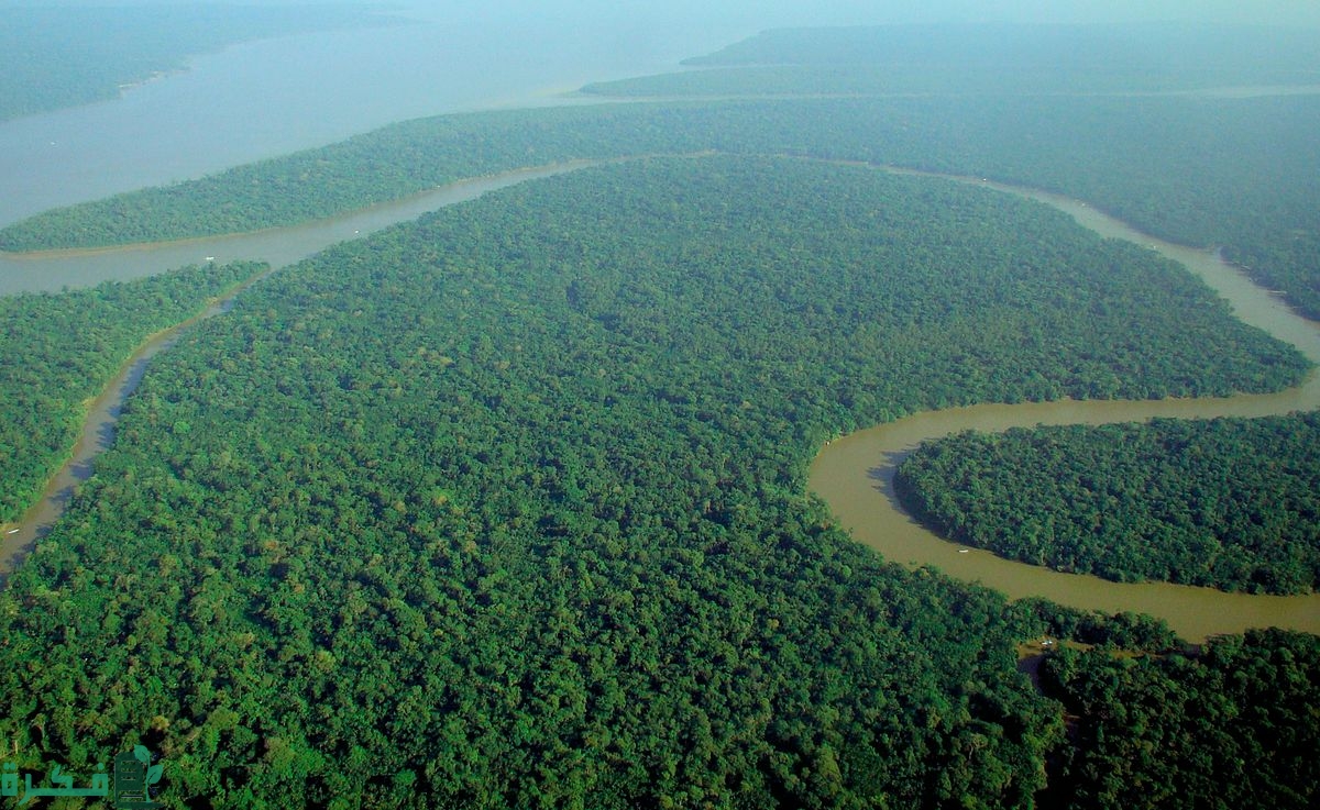 اختر الحيوان الذي يكثر احتمال وجوده في الغابة الاستوائية المطيرة