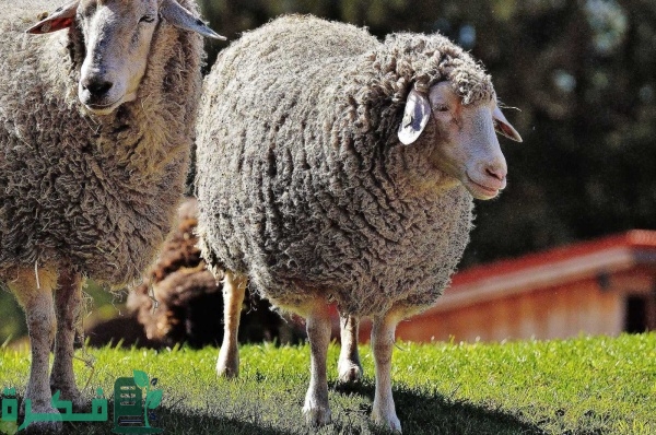 سعر الاضاحي في السعودية 1444