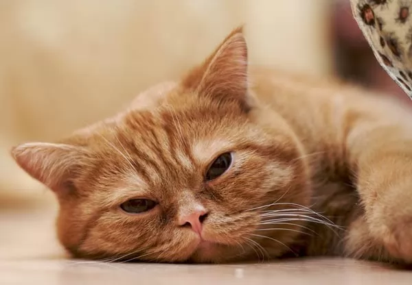 كيف يكون براز القطط الصغيرة