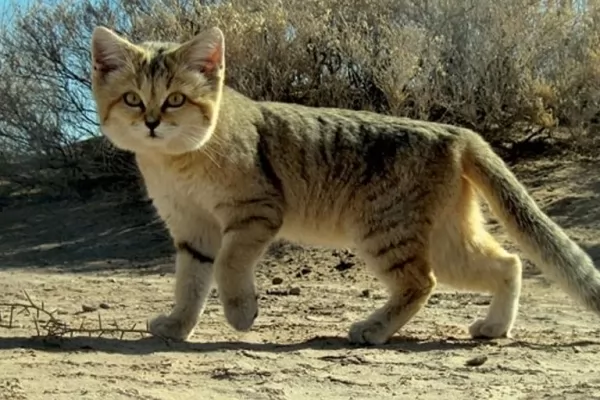 ما اسم قطة الرسول صلى الله عليه وسلم