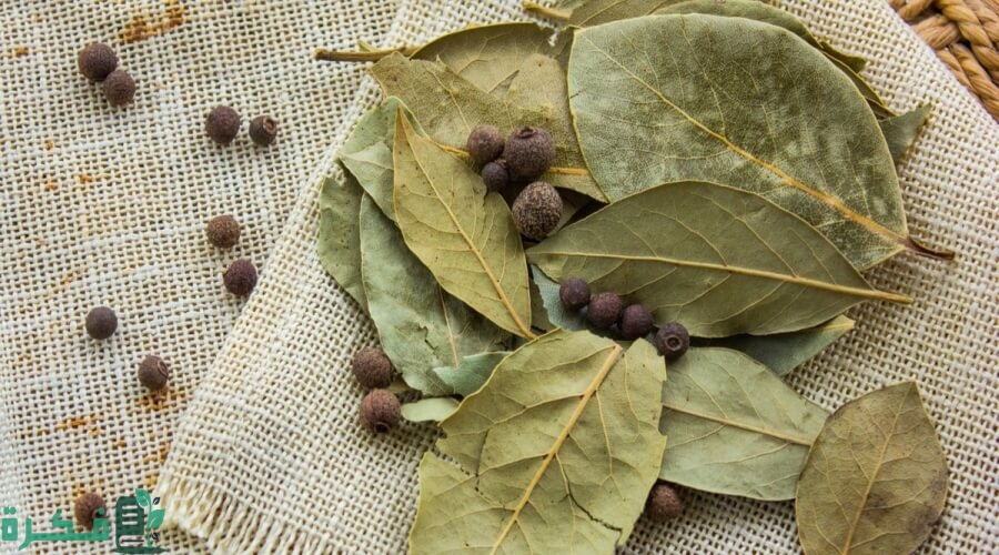 ما الفرق بين ورق الغار وورق اللورا؟