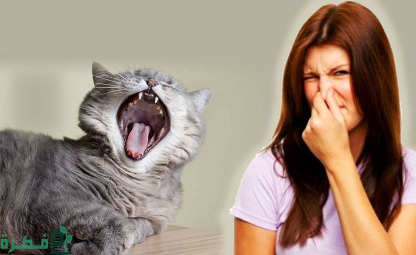 ما سبب رائحة الفم الكريهة للقطط