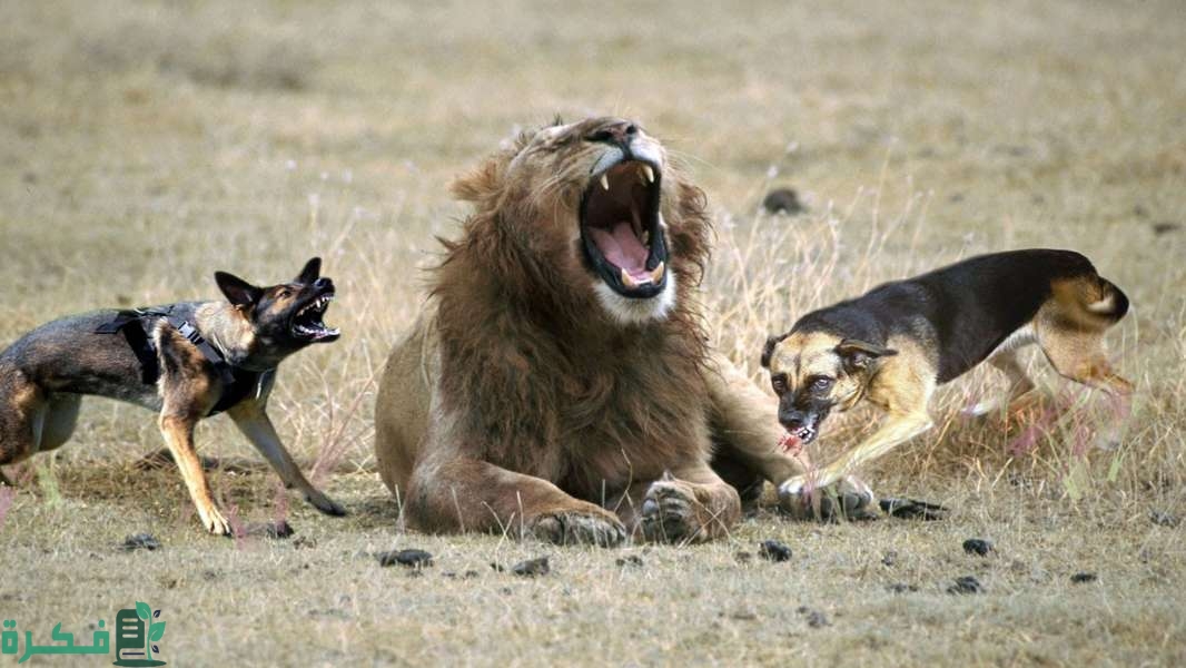 ما معنى رؤية الأسد والكلب معًا في المنام؟