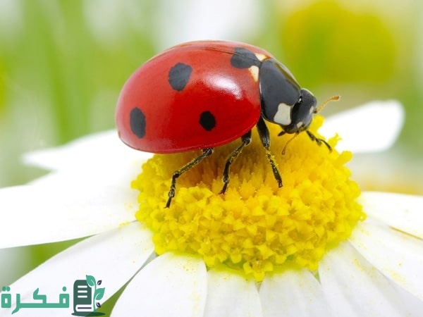 ما هي المرحلة الثانية من دورة حياة الخنفساء؟