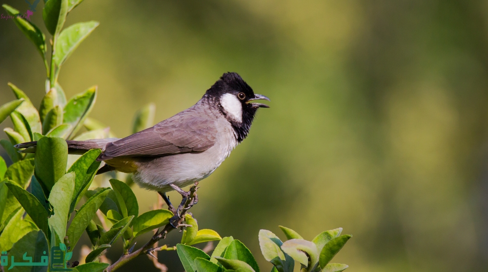 ماذا يطلق على صوت البلبل