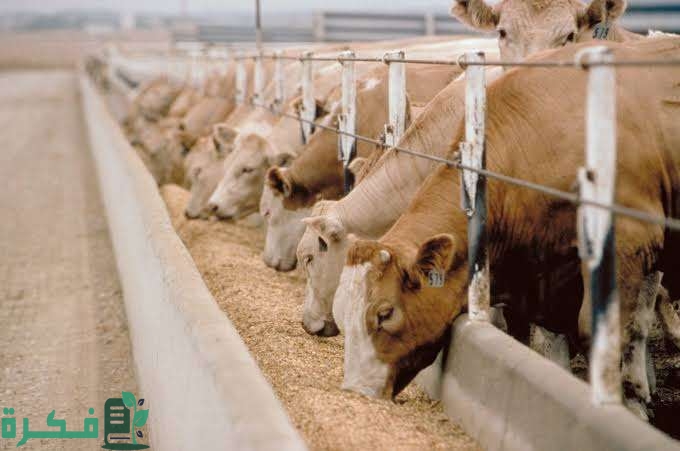 هل يؤثر التسجيل في دعم المواشي على حساب المواطن؟