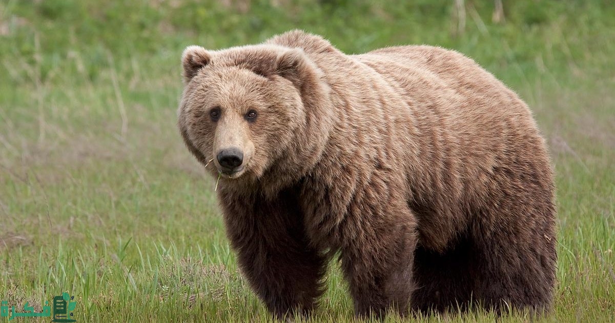 هل يشير مصطلح المخلوقات القارتة إلى المخلوقات التي تتغذى على الحيوان 3 هل يشير مصطلح المخلوقات القارتة إلى المخلوقات التي تتغذى على الحيوان