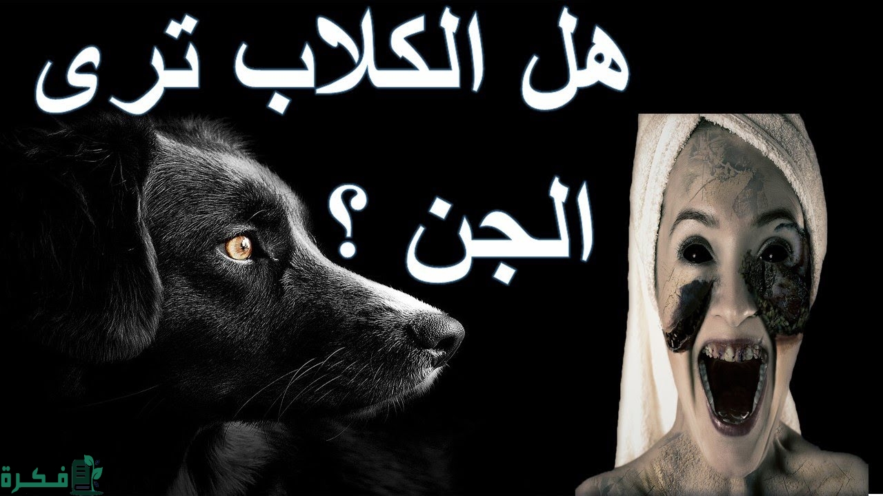 هل الكلاب ترى الجن 4 هل الكلاب ترى الجن؟