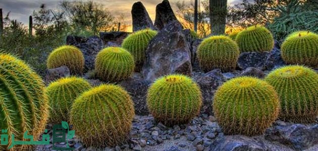أسماء وأشكال النباتات الصحراوية في الكويت