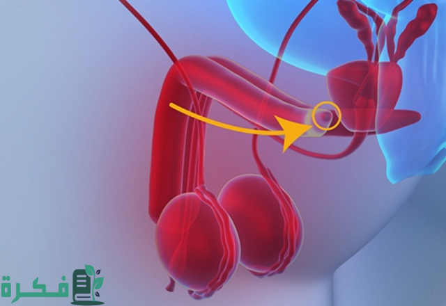 أين توجد منطقة العجان للرجال؟