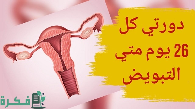 دورتي كل 26 يوم متى أيام التبويض للحمل بولد؟