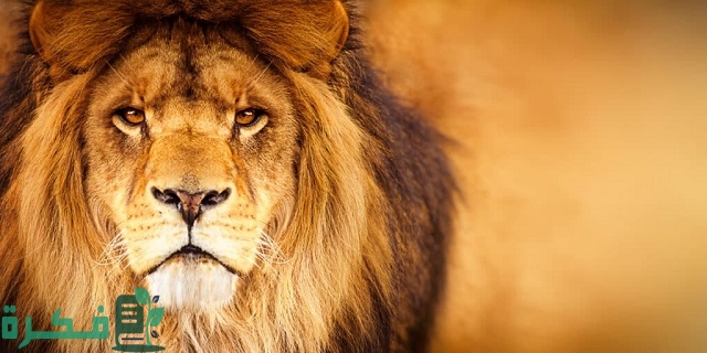 ما معنى حلم أسد يأكل إنسان قريب مني 4 ما معنى حلم أسد يأكل إنسان قريب مني؟