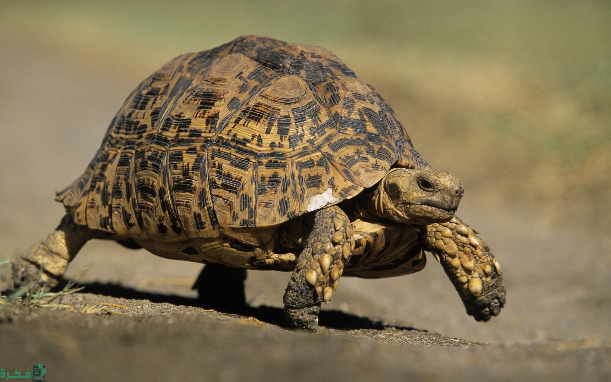 هل السلحفاة تعيش في البر 13 هل السلحفاة تعيش في البر