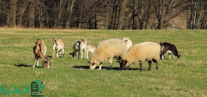 أسماء الغنم عند البدو 14 أسماء الغنم عند البدو