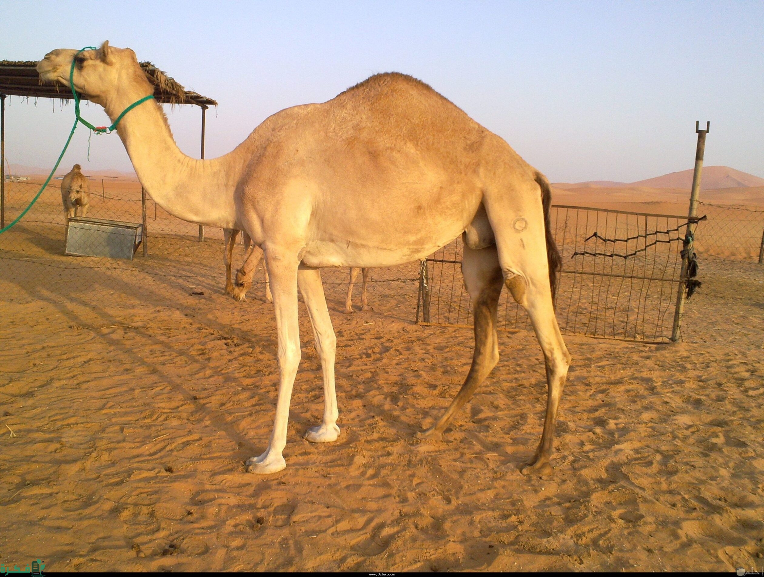 عائلة الجميعي من أي قبيلة