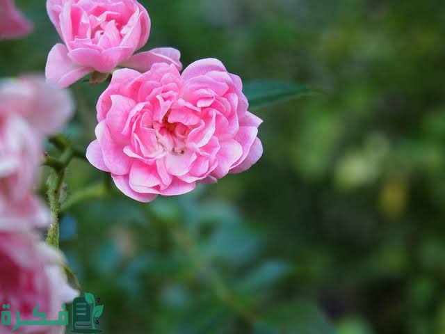 ما هو أفضل سماد للورد الجوري