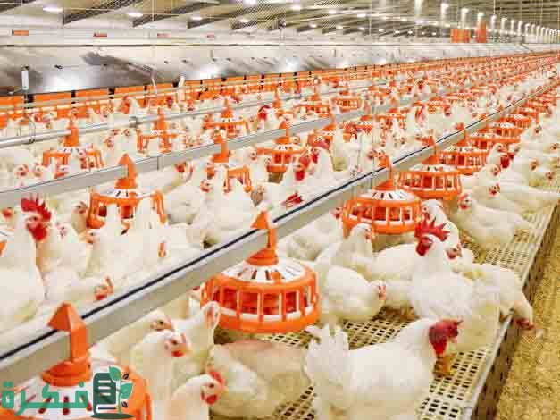 كم تأكل الدجاجة في اليوم 12 كم تأكل الدجاجة في اليوم