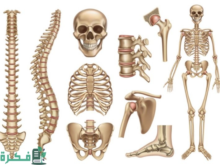 كم عدد العظام في يد الإنسان