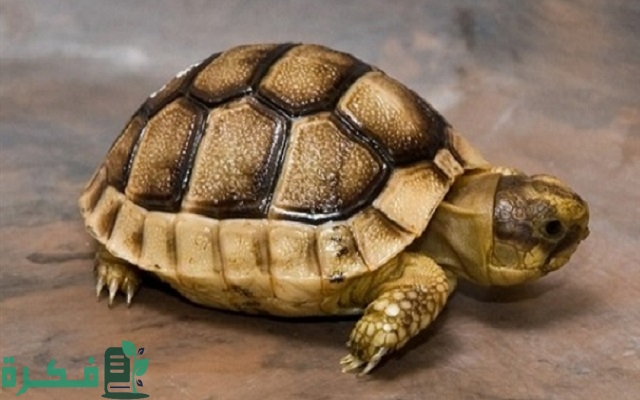أنواع السلاحف في مصر 10 أنواع السلاحف في مصر