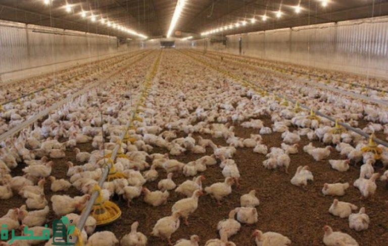 أسماء شركات الدواجن في السعودية