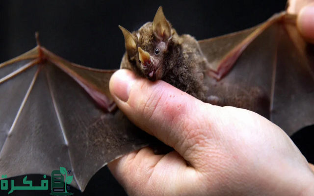 من يشتري الخفاش في مصر 11 من يشتري الخفاش في مصر