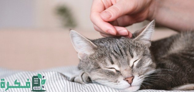 ماذا يعني موت القطط في البيت 7 ماذا يعني موت القطط في البيت