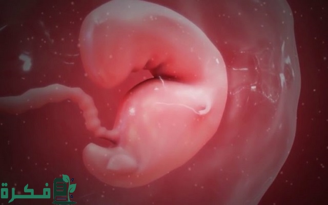 هل الجنين الذكر يتكون قبل الانثى