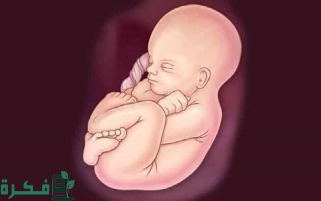 هل الجنين الذكر يكون في اليمين