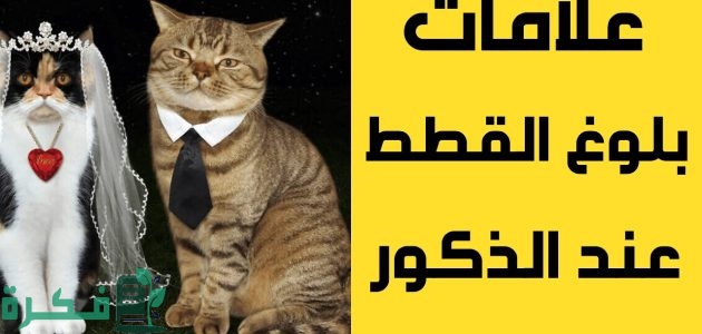 علامات التزاوج عند القطط الذكور